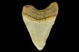 Fossil Megalodon Tooth - North Carolina #131578-1